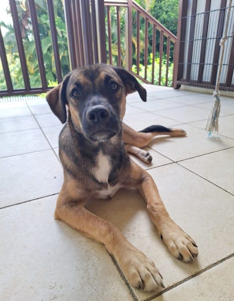 NAMEA, chiot Berger Créole femelle