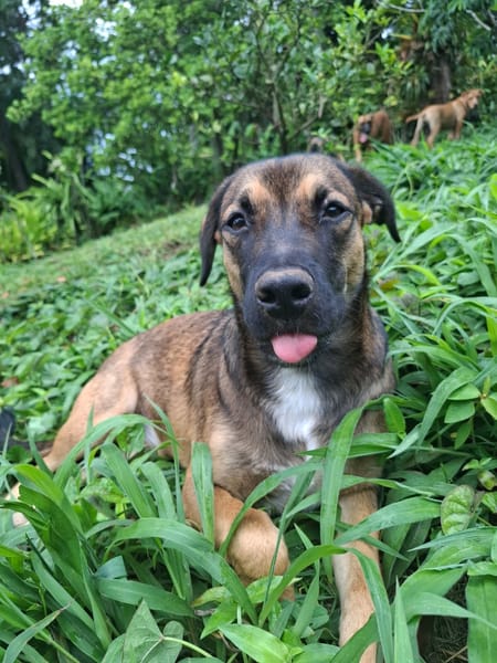 NAMEA, chiot Berger Créole femelle