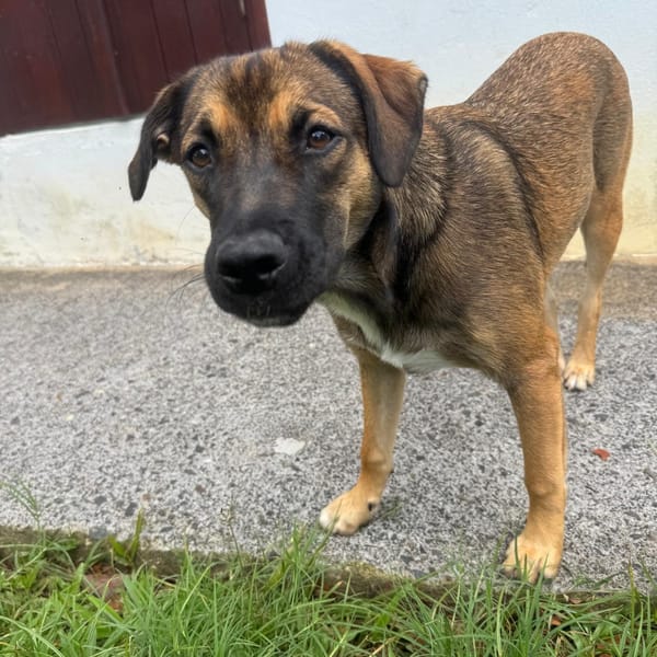 NAMEA, chiot Berger Créole femelle