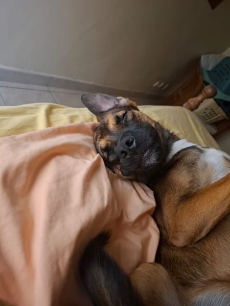 NAMEA, chiot Berger Créole femelle