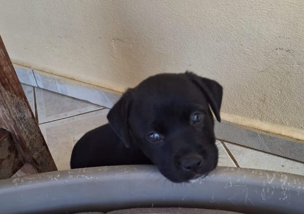 BIANCA, Une petite créole pleine de vie