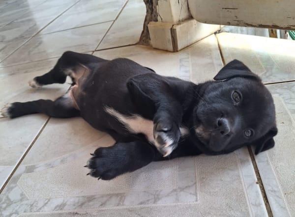 BIANCA, Une petite créole pleine de vie