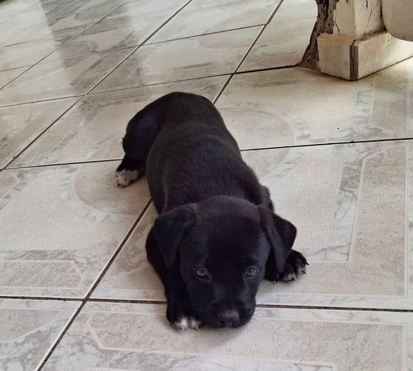 BIANCA, Une petite créole pleine de vie