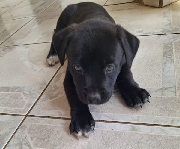 BIANCA, Une petite créole pleine de vie