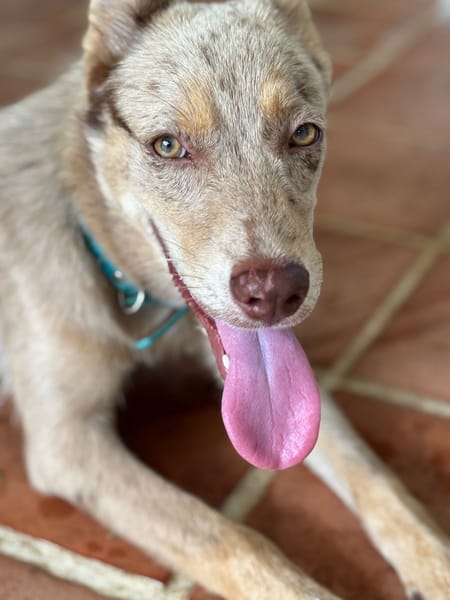 🐾 KAYA, une petite chienne en or cherche sa famille 🐾