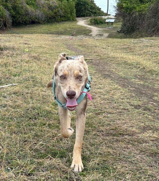 🐾 KAYA, une petite chienne en or cherche sa famille 🐾