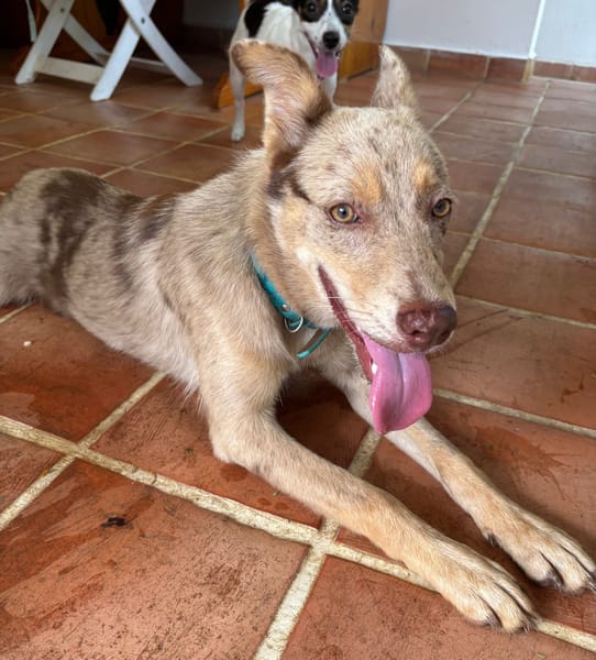 🐾 KAYA, une petite chienne en or cherche sa famille 🐾