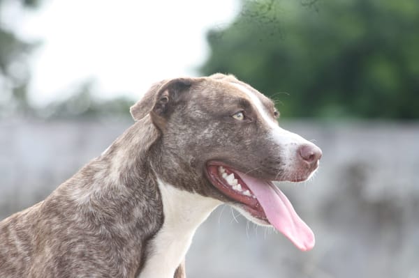 CANDY, Femelle Berger Créole junior