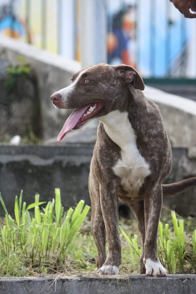 CANDY, Femelle Berger Créole junior