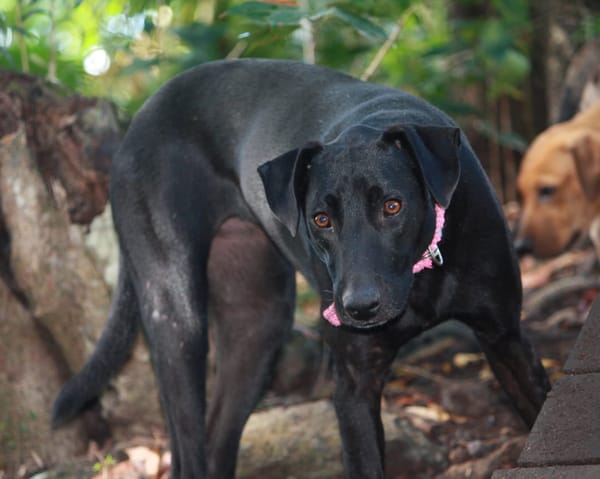 USLA, Femelle croisée créole