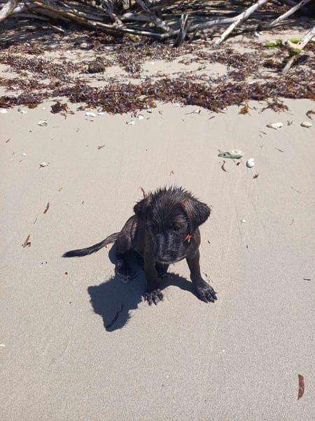 Baloo petit amour de loulou