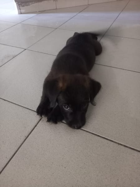 Baloo petit amour de loulou