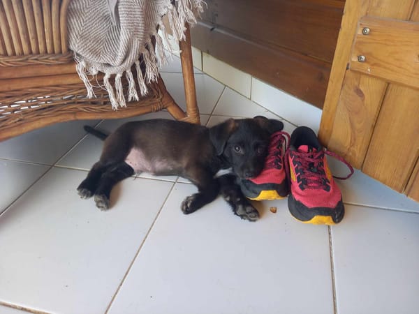 Baloo petit amour de loulou