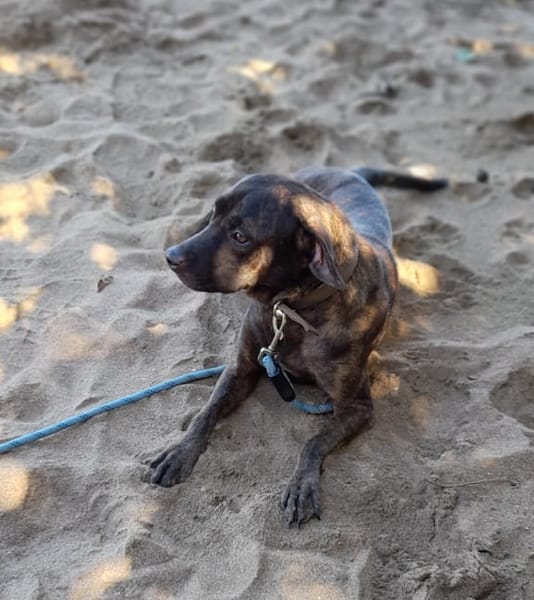 CHIPIE, Berger Créole Femelle 🐾