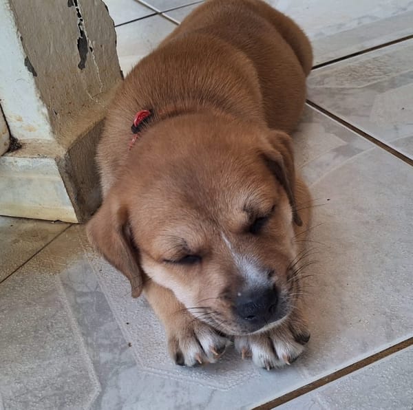 🐾 MYDEE, petit cœur à quatre pattes, cherche sa famille ! 🐾