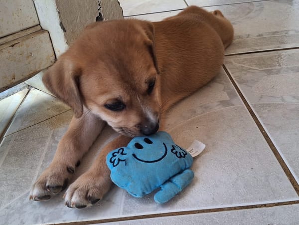 🐾 MYDEE, petit cœur à quatre pattes, cherche sa famille ! 🐾