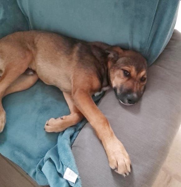 SAMOA, chiot Berger Créole mâle