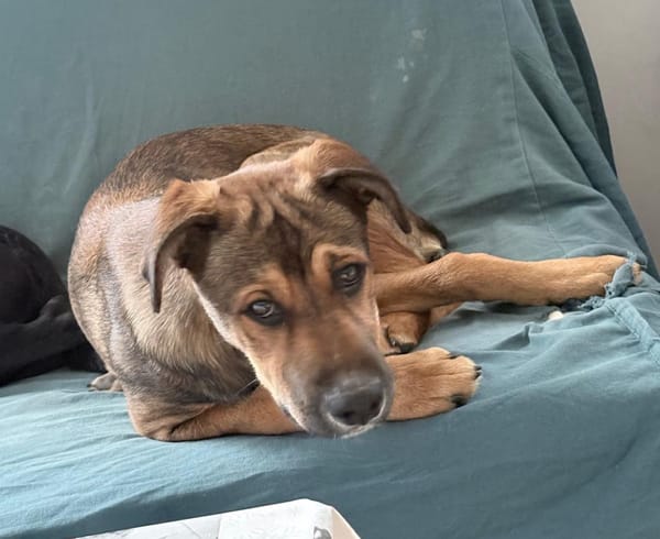 SAMOA, chiot Berger Créole mâle