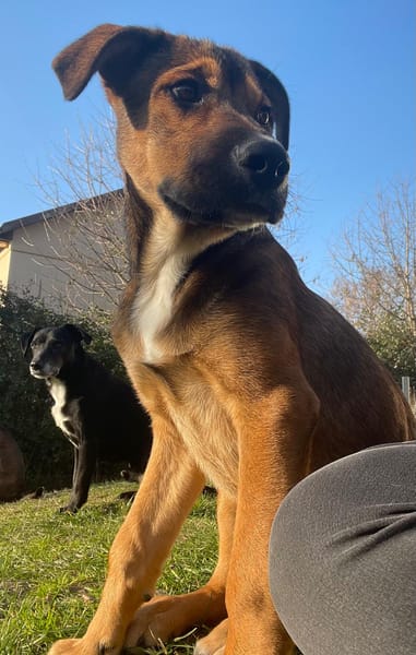 SAMOA, chiot Berger Créole mâle