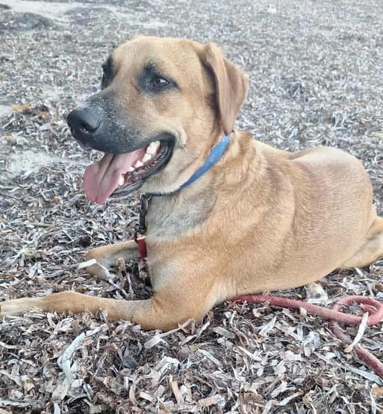 GUELIA la joie de vivre