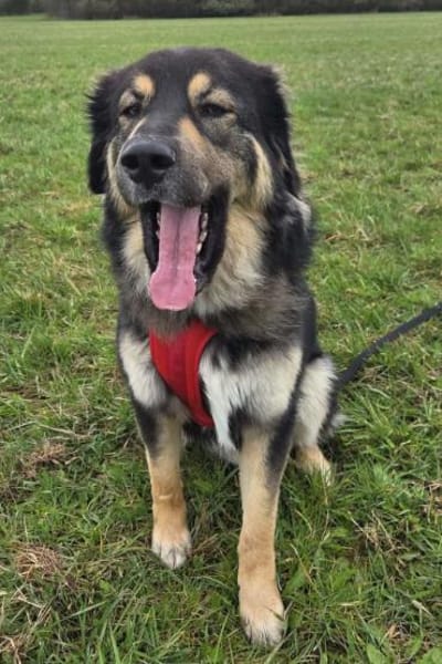 Aramis 💗 wartet in 50169 Kerpen