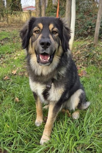 Aramis 💗 wartet in 50169 Kerpen