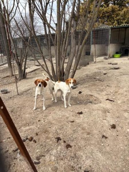 Sanfter, sportlicher Rüde