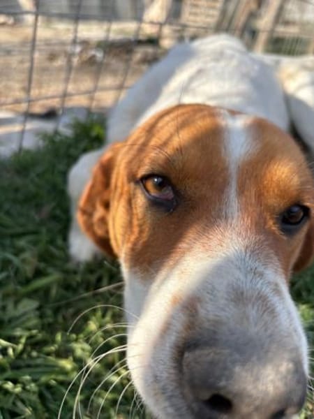 Sanfter, sportlicher Rüde