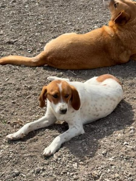 Sanfter, sportlicher Rüde