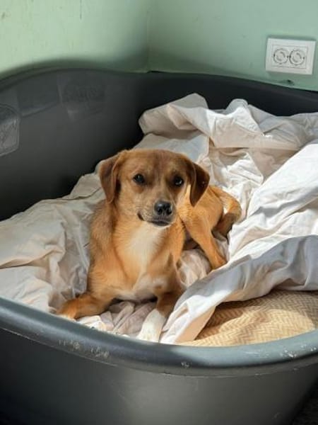 PUMUCKL-sanfter, Jung-Rüde, 41 cm