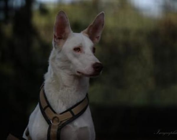 Schlägt Dein Herz für Froggy?