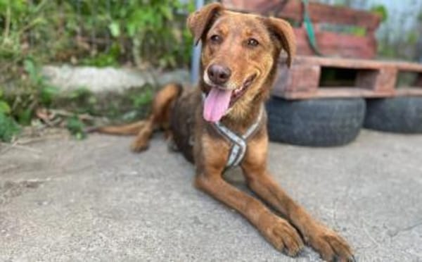 Tolle Begleiterin Pearly