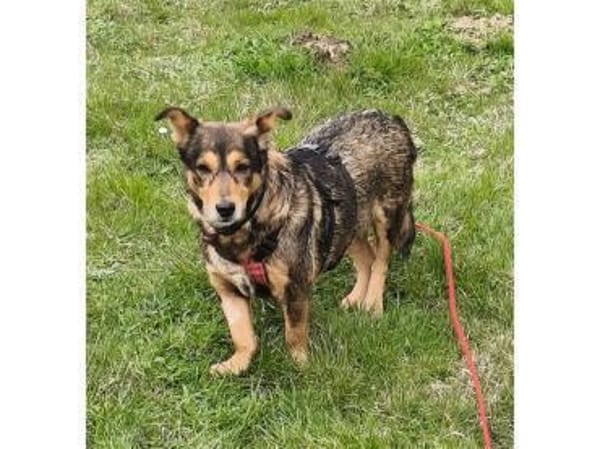 Catelyn - wartet in 32689 Kalletal