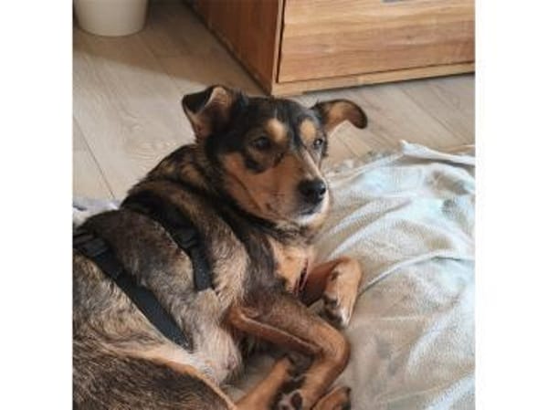 Catelyn - wartet in 32689 Kalletal