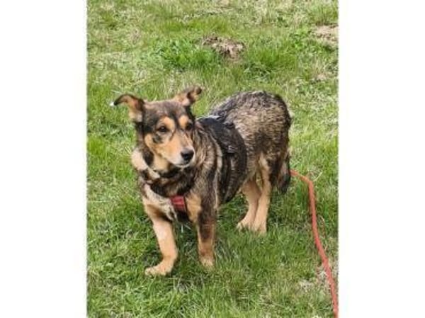 Catelyn - wartet in 32689 Kalletal