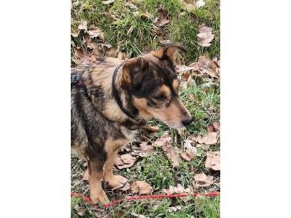 Catelyn - wartet in 32689 Kalletal