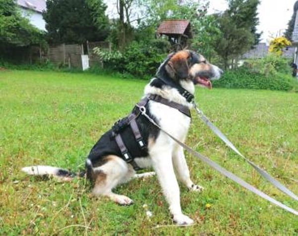 Lio sucht ein geduldiges Zuhause