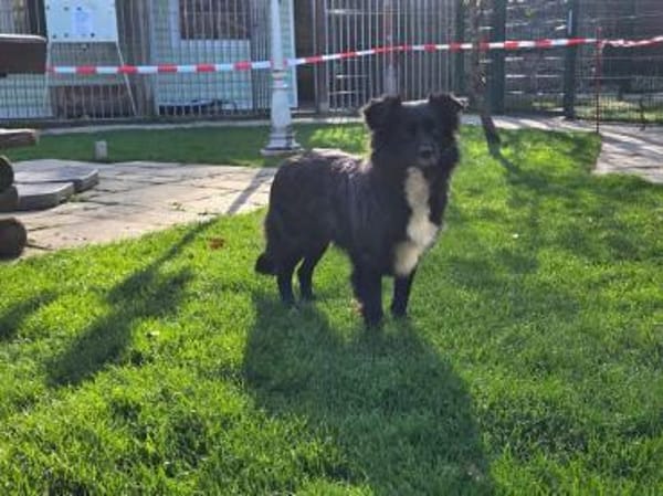 ZELDA-zauberhafte, hübsche Hündin