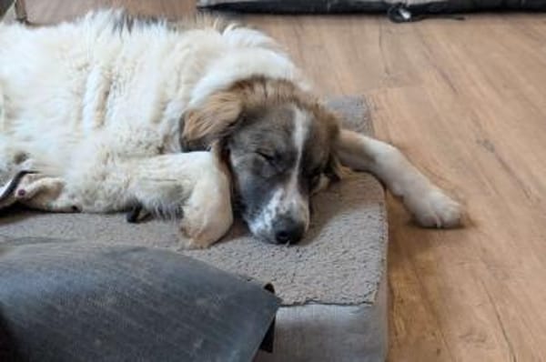 Ozora sucht schon so lange