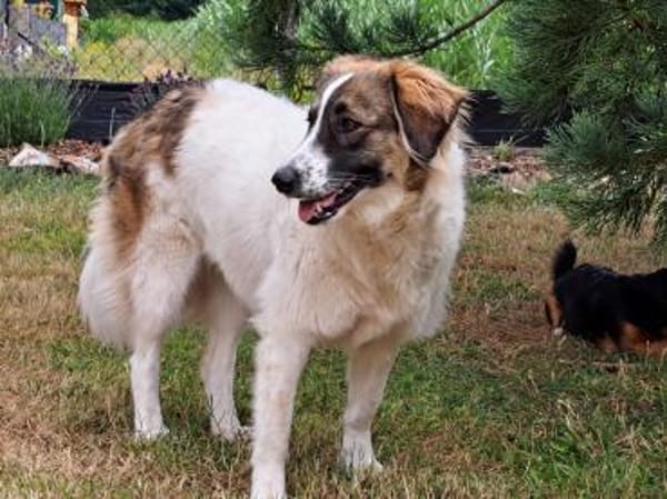 Ozora sucht schon so lange