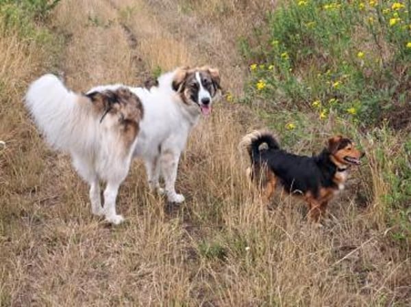 Ozora sucht schon so lange