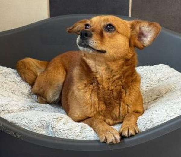 MARILOU-lebensfrohe, liebe Hündin, 40 cm