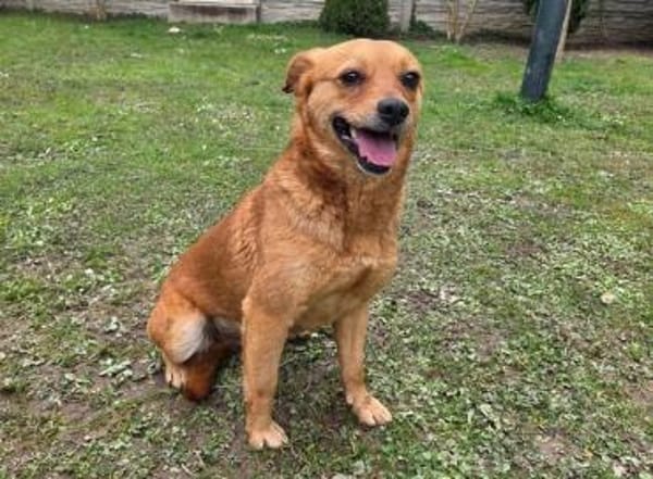 MARILOU-lebensfrohe, liebe Hündin, 40 cm