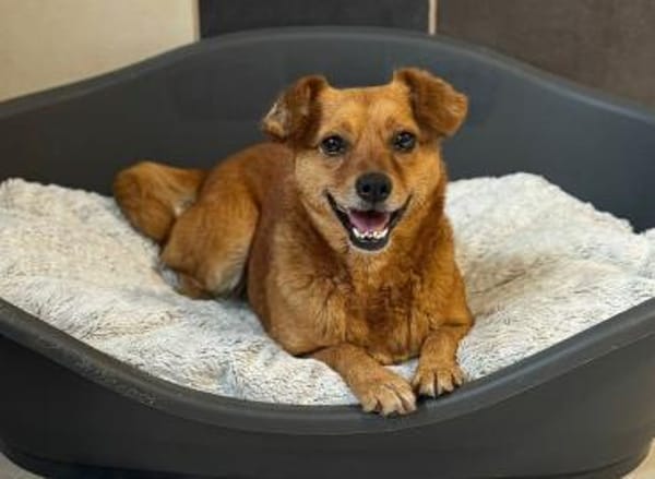 MARILOU-lebensfrohe, liebe Hündin, 40 cm