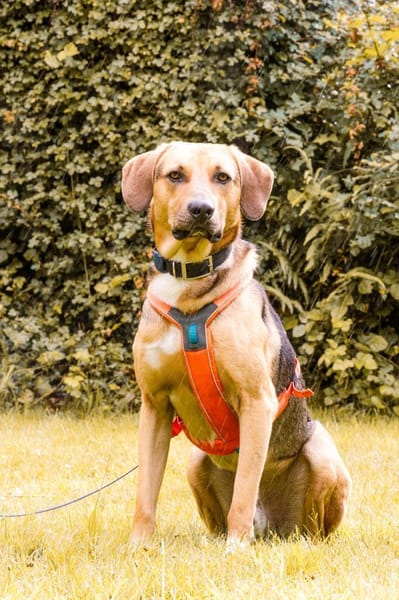 Freddi  ein richtig toller Hundekumpel