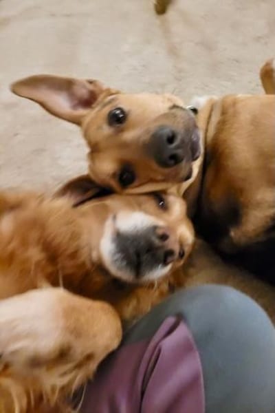 Freddi  ein richtig toller Hundekumpel