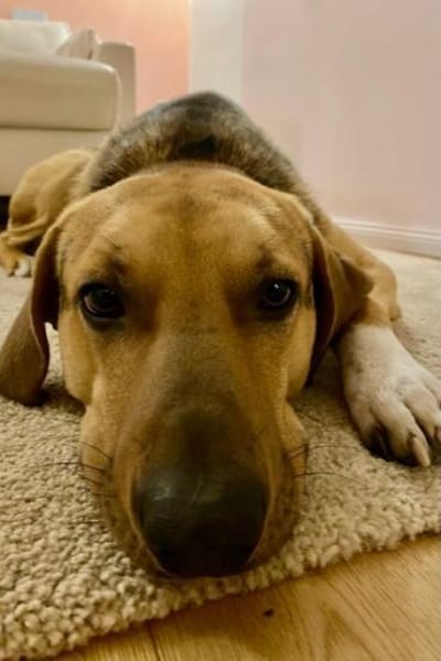 Freddi  ein richtig toller Hundekumpel