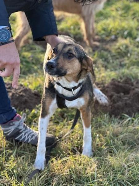 Rixa - liebe Hündin sucht Dich