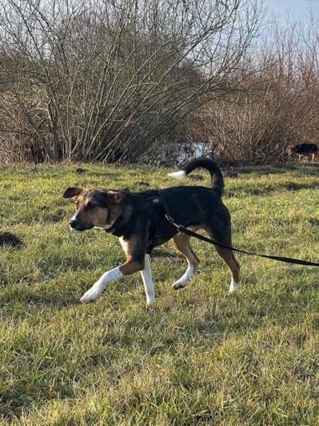 Rixa - liebe Hündin sucht Dich