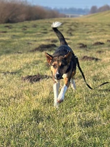 Rixa - liebe Hündin sucht Dich